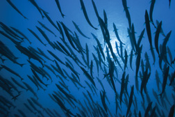 KENT Systems in oceanic applications