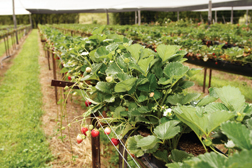 KENT Systems Couplings in hydroponic applications